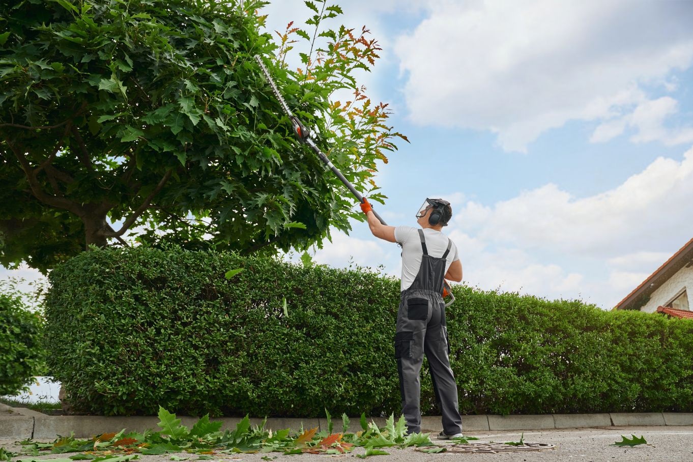 The Importance of Tree Care for a Healthy Backyard